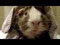 pet