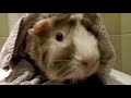 pet