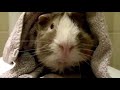 pet