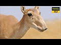जानवरों की ये 10 प्रजातियाँ विलुप्त होने वाली है | 10 ANIMALS THAT WILL BE EXTINCT SOON