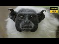 जानवरों की ये 10 प्रजातियाँ विलुप्त होने वाली है | 10 ANIMALS THAT WILL BE EXTINCT SOON