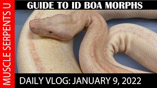 Boa Morphs Explained 1-9-21 Part 1