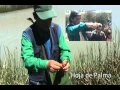 Plantas Medicinales - Yachaq Warmayllu
