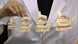 歯の成長過程モデル，実物大：動画