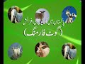 Sahibzada