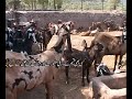 Sahibzada
