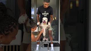 How To Fix Your Dogs Allergies