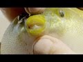 The Pint-Sized Pufferfish Packs a Nasty Bite