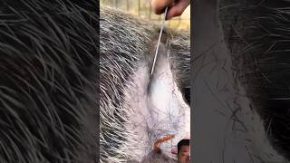 Wild Boar