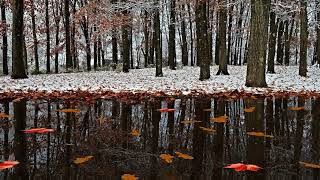 Фон Осень - Осенние Листья, Снег, Вода, Деревья - Футаж Для Видео Монтажа.