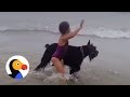 Dog Protects Girl From The Ocean | The Dodo