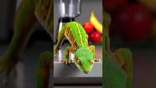 Fitness Fail Lizards Perfect Plank Ends In Utter Defeat And A Roll Onto Yoga Mats