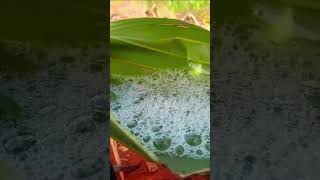 Palm Juice...