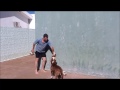 Dexter Voge Brasil