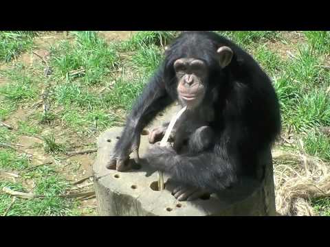 チンパンジーの知能