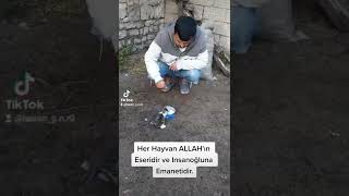 Hayvanlara Merhamet Edin Onuda Allah Yarattı