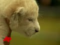 Raw Video: 3 Baby White Lions Debut