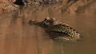 CAIMAN X ANACONDA