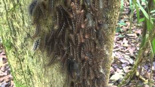 Caterpillars Reacting To Sound