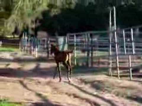 funny farts. Funny Farting Foal