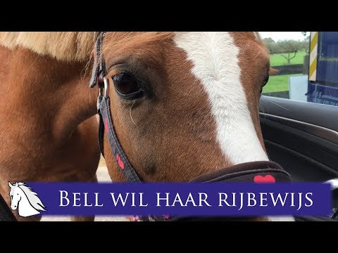 voederbieten voor paarden
