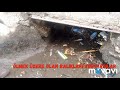 Ölmek üzere olan balıkları kurtardılar