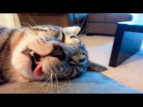Funny Cats Sleeping - Funny Cute Cats Compilation - Sleeping Cats Part 2