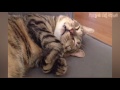 Funny Cats Sleeping - Funny Cute Cats Compilation - Sleeping Cats Part 2