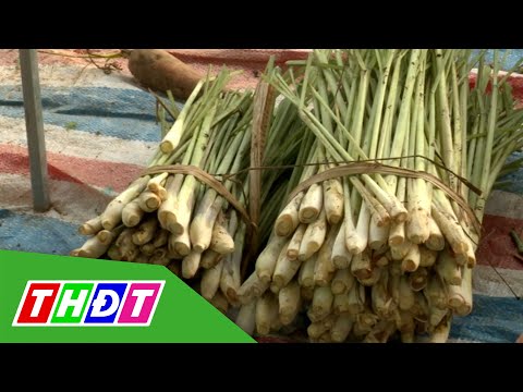 Hiểu và thực hiện đúng phòng ngừa Covid-19 bằng y học cổ truyền | THDT