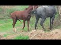 Horse Mating Donkey - Donkeys Breeding - Animals Mating Compilation 2023 #donkeymeeting #shorts