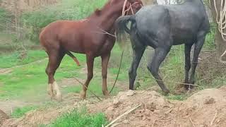 Horse Mating Donkey - Donkeys Breeding - Animals Mating Compilation 2023 #donkey