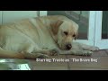 labradors