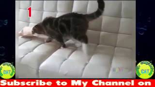 Try Not To Laugh Challenge - Funny Cat & Dog Vines compilation 2018 - Funny Cats Vine Compilation