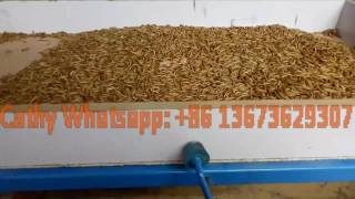 Mealworm separator machine