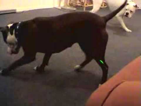 1992 Plymouth Laser Turbo. my turbo civic si ep3 blow off