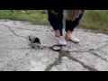 Crow Unties Shoe laces