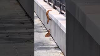The Moment A Weasel Came Back To Help His Friend Climb A Wall
