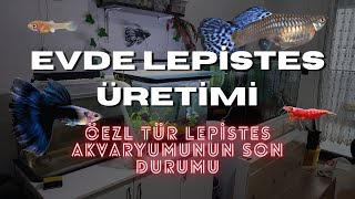 Evde Lepistes Üretimi - Özel Tür Lepistes Akvaryumu