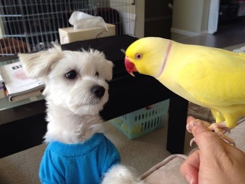 You Cant Have My Lunch...Ok? Ok... Ok!