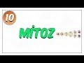 10. Sınıf | Mitoz 10. Sınıf | Mitoz