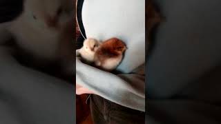 Ördeğin Dibinden Çıkanlar Çiftlikte Yaşam.. , ,