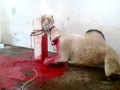 Camel Qurbani by Amazing Qasaai in Faisalabad 2012