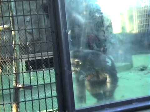チンパンジーの異常行動／動物園