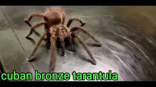 Cuban Bronze Tarantula