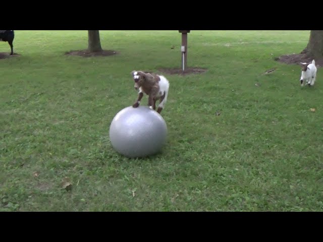 Baby Goat Loves Ball - Video