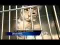 Brevard animal shelter holds Black Friday adoption sale