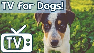 Dog TV - Relaxing Music TV for Dogs - Videos to help calm anxiety with Birds Squirrels and chipmunks