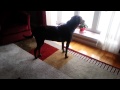 Watch Baylie Faella Pre-Stem Cell Therapy at Abbott Animal Hospital in Rehoboth, MA Video