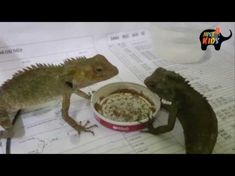 CÁCH CHĂM SÓC VÀ THUẦN KÌ NHÔNG,TẮC KÈ LÀM VẬT CẢNH - HOW TO FEED geckos to become pets