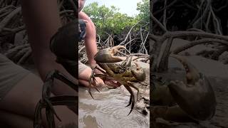 Giant Mudcrab Barehanded Catch